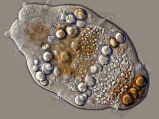 Illustration for article titled Remarkable Nikon Small World Microscope Photography Winners